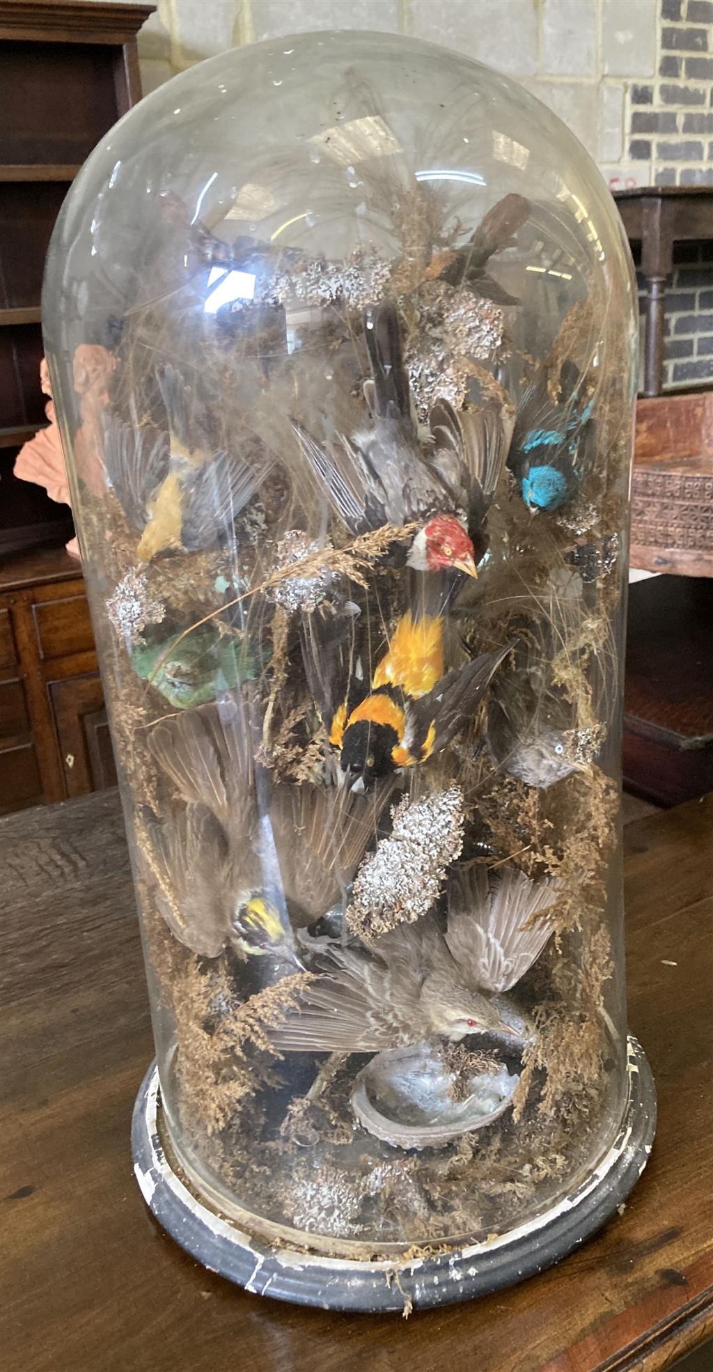 A Victorian taxidermic bird display in a glass dome, height 71cm